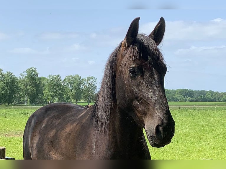 Andalusier Wallach 7 Jahre 164 cm Rappe in Wulmstorf