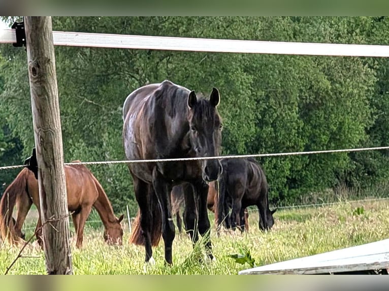 Andalusier Wallach 7 Jahre 164 cm Rappe in Wulmstorf