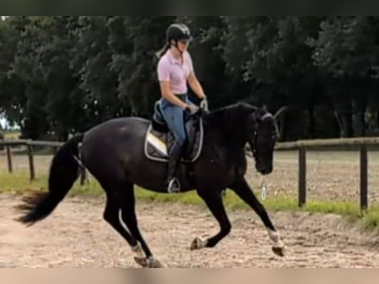 Andalusier Wallach 7 Jahre 164 cm Rappe in Wulmstorf