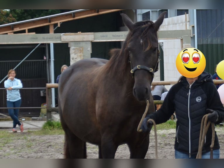 Andalusier Wallach 7 Jahre 164 cm Rappe in Wulmstorf