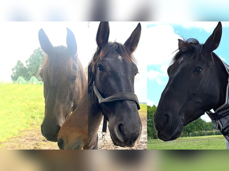Andalusier Wallach 7 Jahre 164 cm Rappe in Wulmstorf