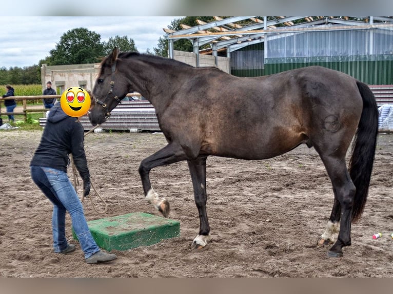 Andalusier Wallach 7 Jahre 164 cm Rappe in Wulmstorf