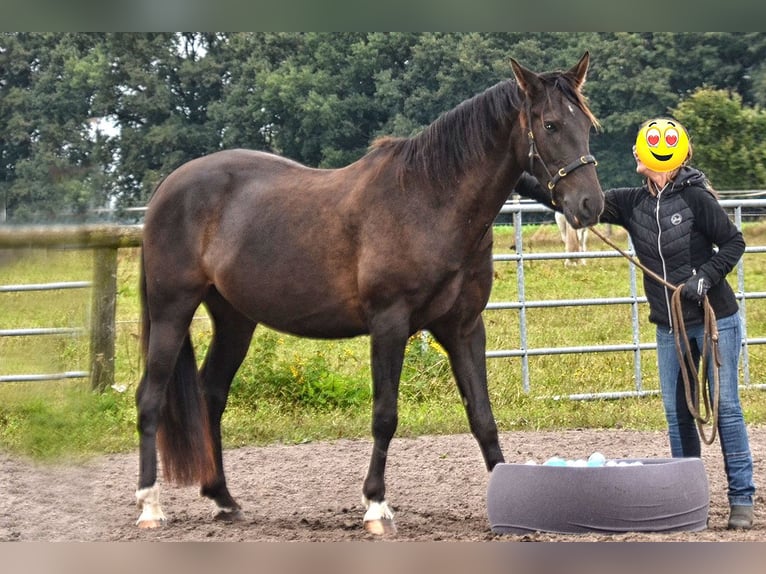 Andalusier Wallach 7 Jahre 164 cm Rappe in Wulmstorf