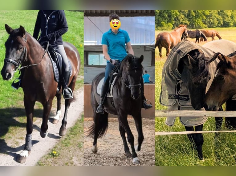 Andalusier Wallach 7 Jahre 164 cm Rappe in Wulmstorf