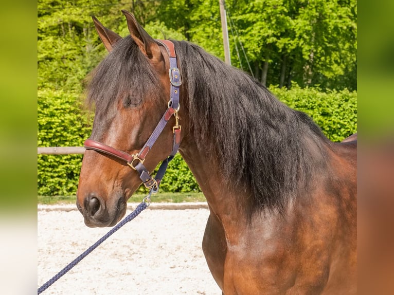 Andalusier Wallach 7 Jahre 165 cm Brauner in Neustadt (Wied)