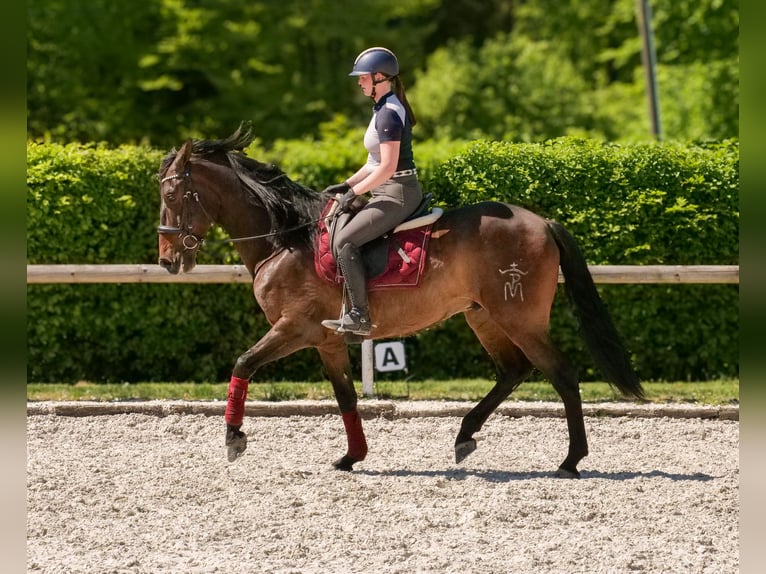 Andalusier Wallach 7 Jahre 165 cm Brauner in Neustadt (Wied)