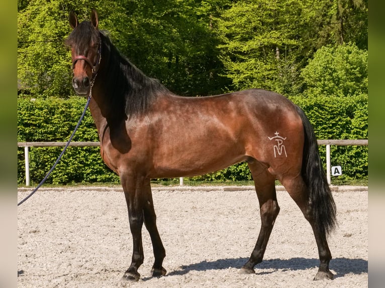 Andalusier Wallach 7 Jahre 165 cm Brauner in Neustadt (Wied)