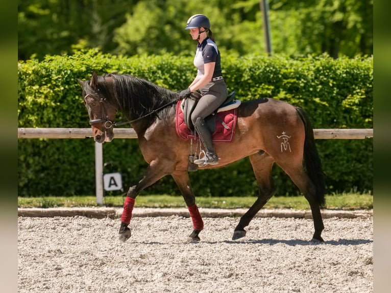 Andalusier Wallach 7 Jahre 165 cm Brauner in Neustadt (Wied)
