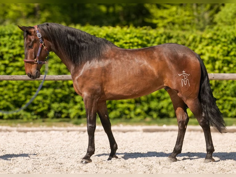 Andalusier Wallach 7 Jahre 165 cm Brauner in Neustadt (Wied)