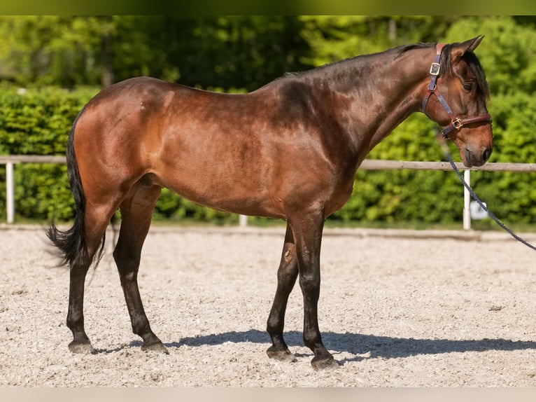Andalusier Wallach 7 Jahre 165 cm Brauner in Neustadt (Wied)