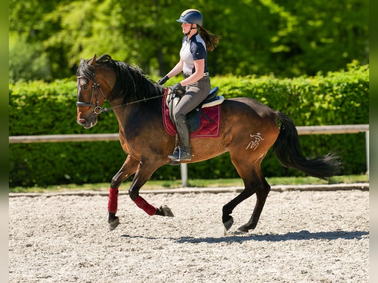 Andalusier Wallach 7 Jahre 165 cm Brauner in Neustadt (Wied)