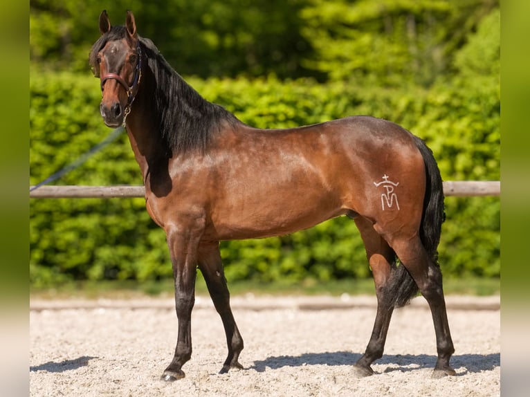 Andalusier Wallach 7 Jahre 165 cm Brauner in Neustadt (Wied)