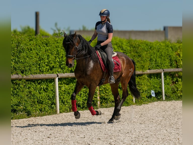 Andalusier Wallach 7 Jahre 165 cm Brauner in Neustadt (Wied)