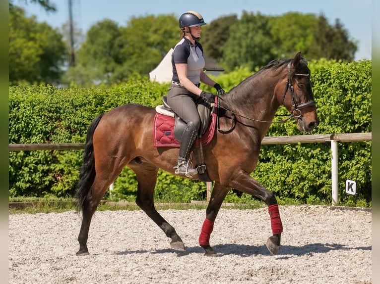 Andalusier Wallach 7 Jahre 165 cm Brauner in Neustadt (Wied)