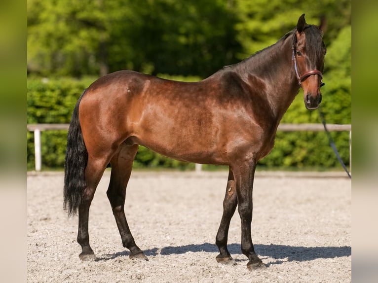 Andalusier Wallach 7 Jahre 165 cm Brauner in Neustadt (Wied)
