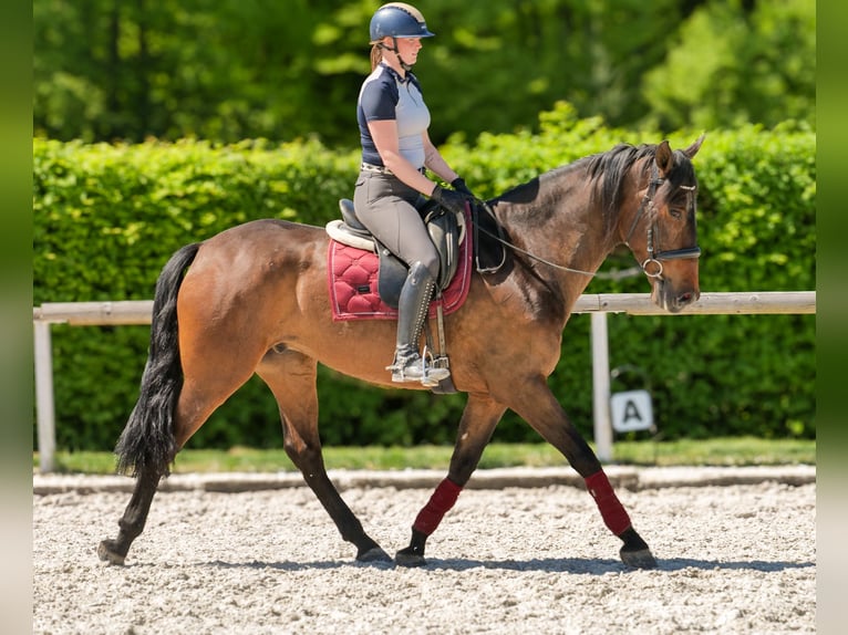 Andalusier Wallach 7 Jahre 165 cm Brauner in Neustadt (Wied)