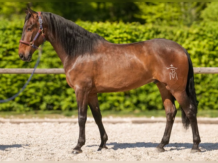 Andalusier Wallach 7 Jahre 165 cm Brauner in Neustadt (Wied)