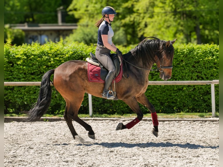 Andalusier Wallach 7 Jahre 165 cm Brauner in Neustadt (Wied)
