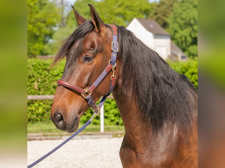 Andalusier Wallach 7 Jahre 165 cm Brauner in Neustadt (Wied)