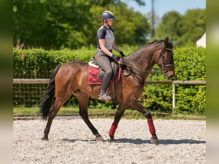 Andalusier Wallach 7 Jahre 165 cm Brauner in Neustadt (Wied)