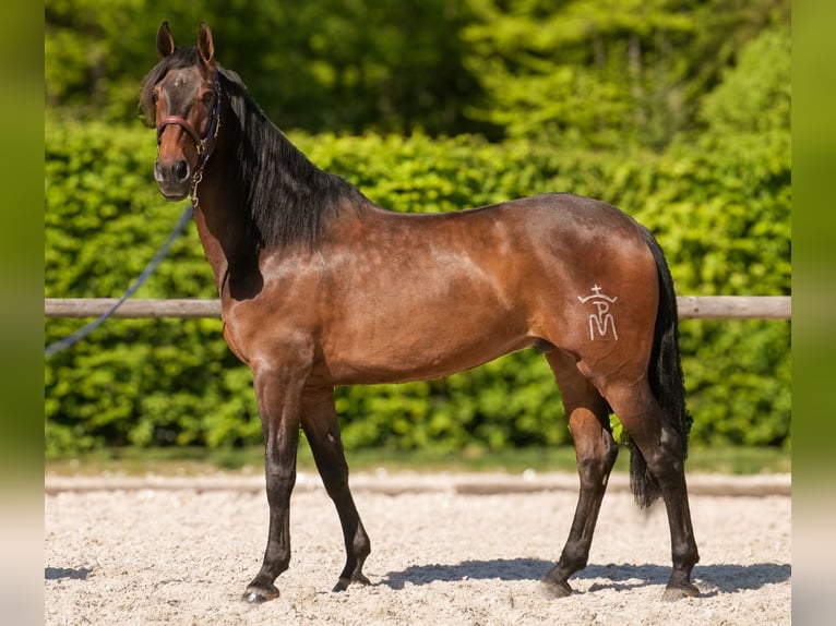 Andalusier Wallach 7 Jahre 165 cm Brauner in Neustadt (Wied)