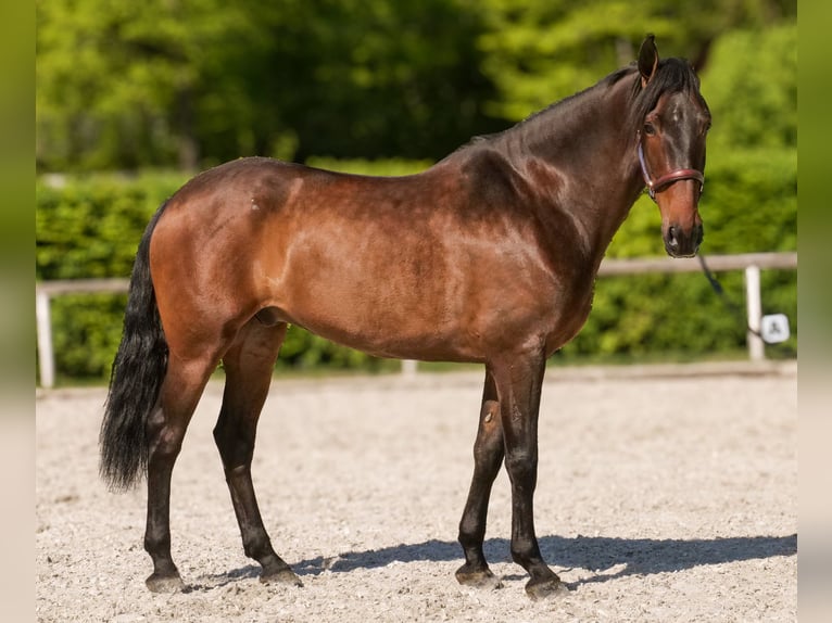 Andalusier Wallach 7 Jahre 165 cm Brauner in Neustadt (Wied)