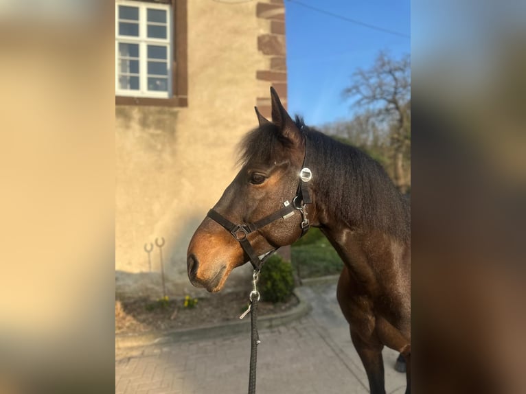 Andalusier Wallach 7 Jahre 165 cm Brauner in Warburg
