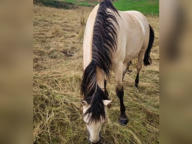 Andalusier Wallach 7 Jahre 165 cm Buckskin in Bad Homburg vor der Höhe