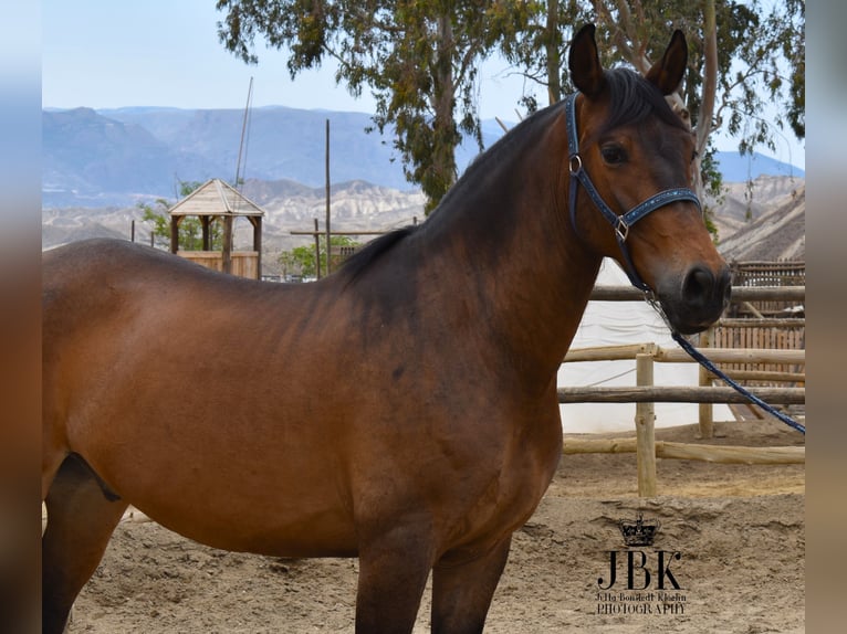 Andalusier Wallach 7 Jahre 167 cm Brauner in Tabernas Almeria
