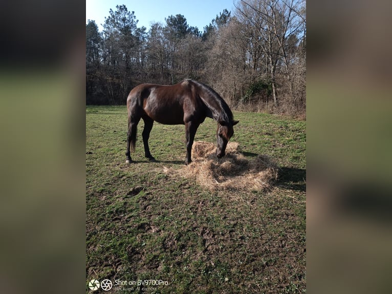 Andalusier Wallach 7 Jahre 168 cm Rappe in Laviana