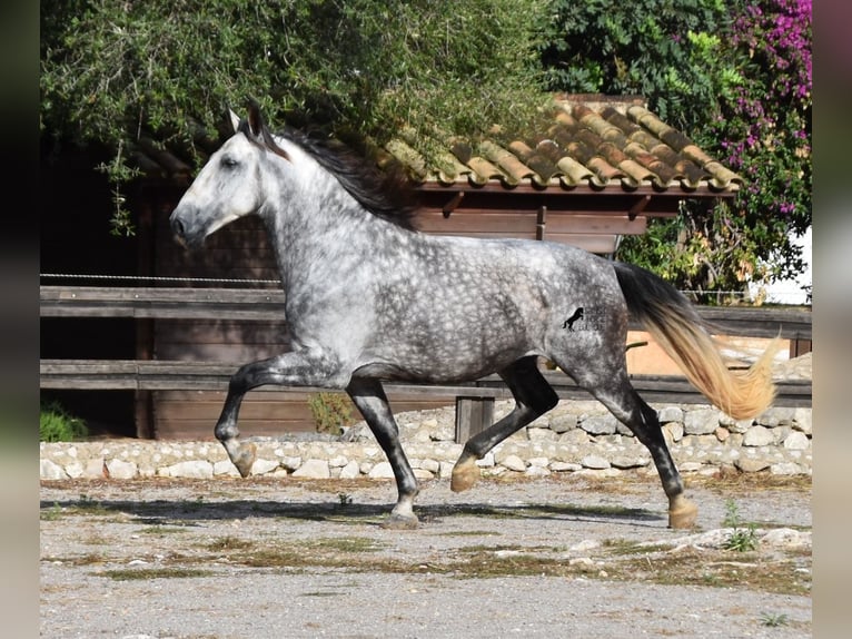 Andalusier Wallach 7 Jahre 177 cm Schimmel in Mallorca