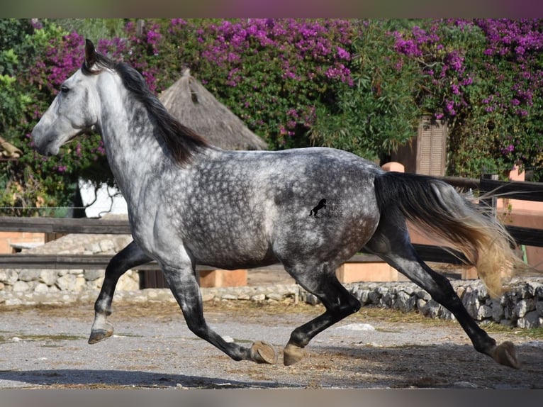 Andalusier Wallach 7 Jahre 177 cm Schimmel in Mallorca