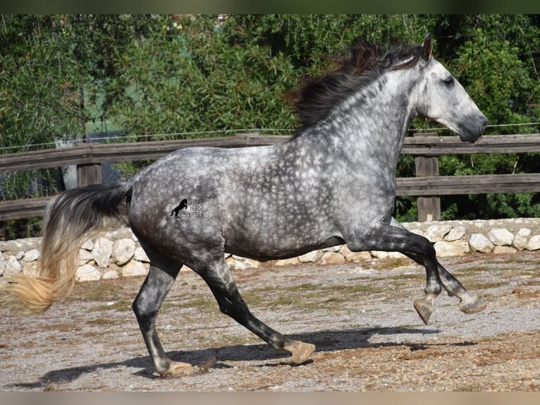 Andalusier Wallach 7 Jahre 177 cm Schimmel in Mallorca