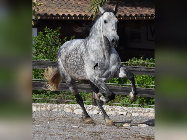 Andalusier Wallach 7 Jahre 177 cm Schimmel in Mallorca