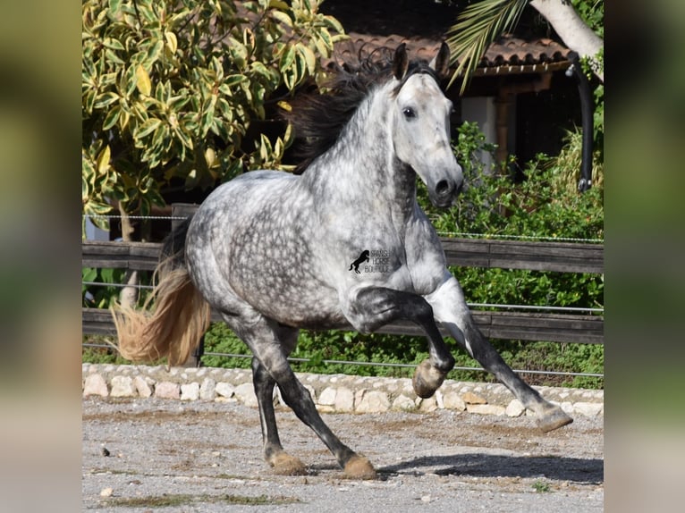 Andalusier Wallach 7 Jahre 177 cm Schimmel in Mallorca