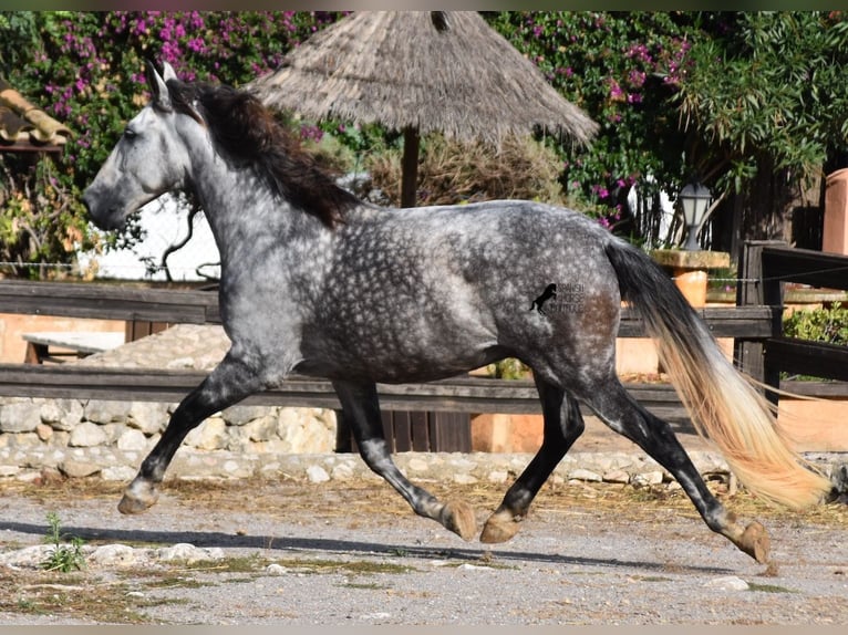 Andalusier Wallach 7 Jahre 177 cm Schimmel in Mallorca