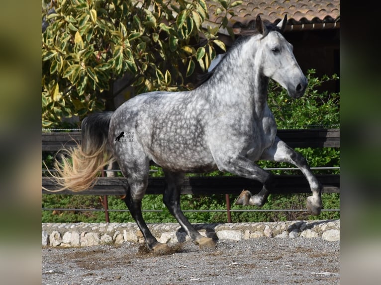 Andalusier Wallach 7 Jahre 177 cm Schimmel in Mallorca