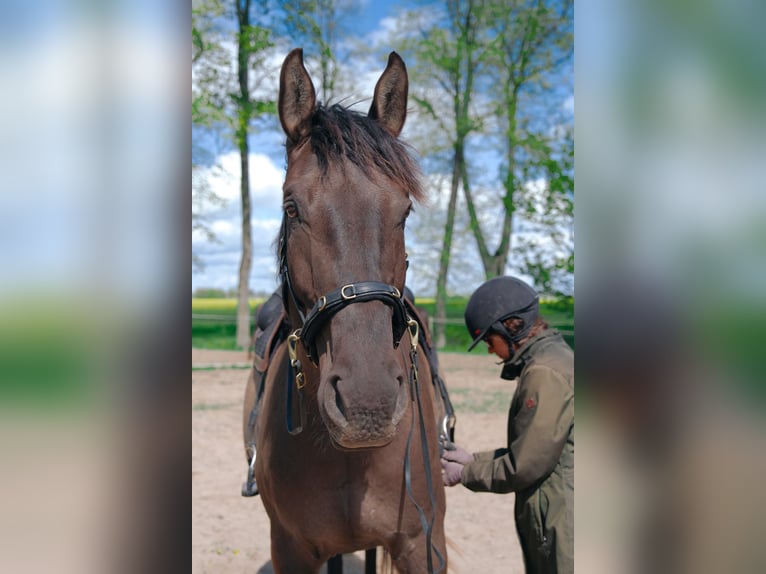 Andalusier Mix Wallach 7 Jahre 178 cm Rotbrauner in Palanga
