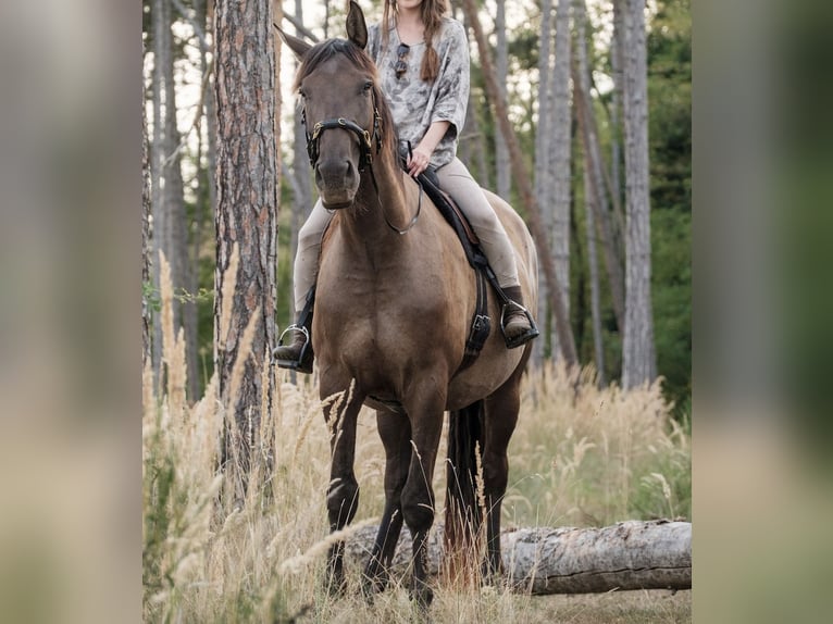 Andalusier Mix Wallach 7 Jahre 178 cm Rotbrauner in Svitenes pagasts