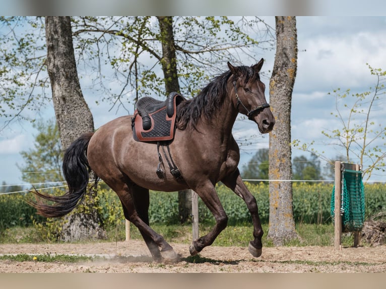 Andalusier Mix Wallach 7 Jahre 178 cm Rotbrauner in Svitenes pagasts