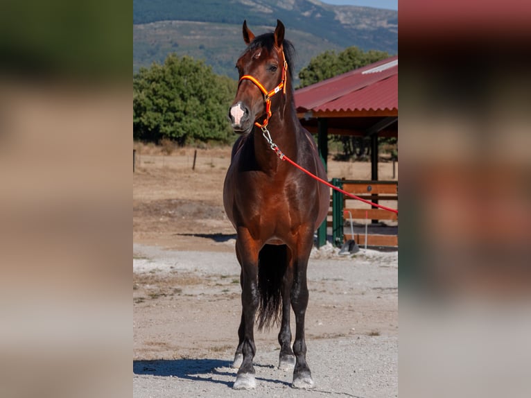Andalusier Wallach 7 Jahre Brauner in Puerto De Cotos