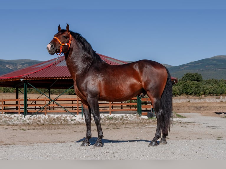 Andalusier Wallach 7 Jahre Brauner in Puerto De Cotos