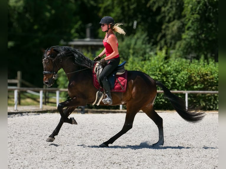 Andalusier Wallach 7 Jahre Dunkelbrauner in Neustadt (Wied)