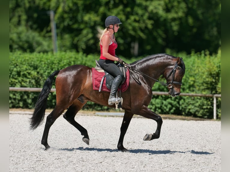 Andalusier Wallach 7 Jahre Dunkelbrauner in Neustadt (Wied)