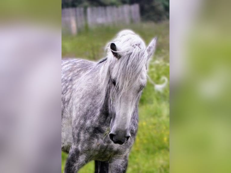 Andalusier Mix Wallach 8 Jahre 150 cm Apfelschimmel in Scheibenberg