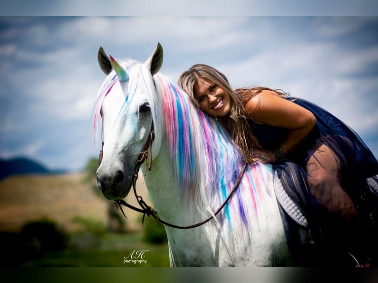 Andalusier Mix Wallach 8 Jahre 152 cm Schimmel in Buffalo, WY