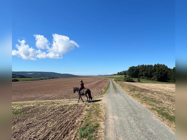 Andalusier Wallach 8 Jahre 153 cm Schwarzbrauner in Michelau in Oberfranken