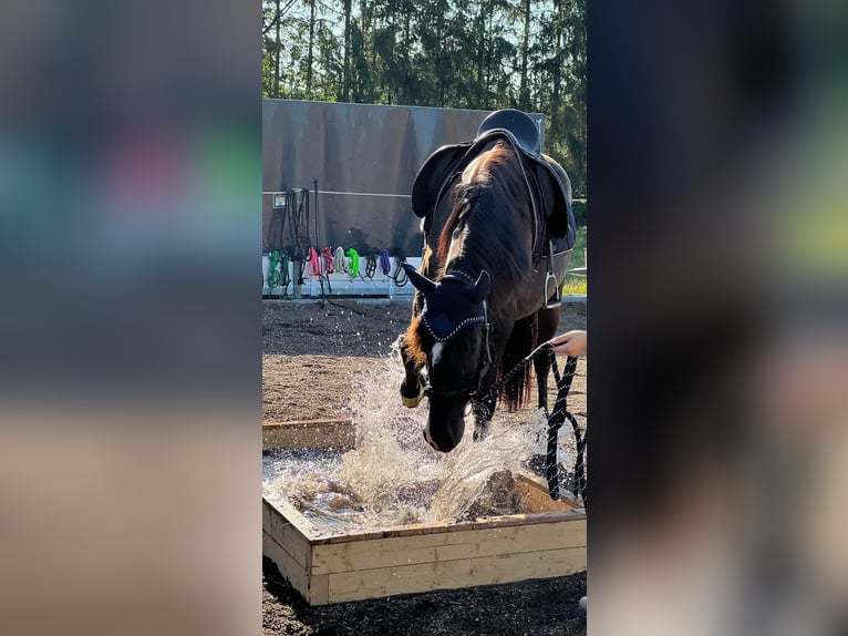 Andalusier Wallach 8 Jahre 153 cm Schwarzbrauner in Michelau in Oberfranken