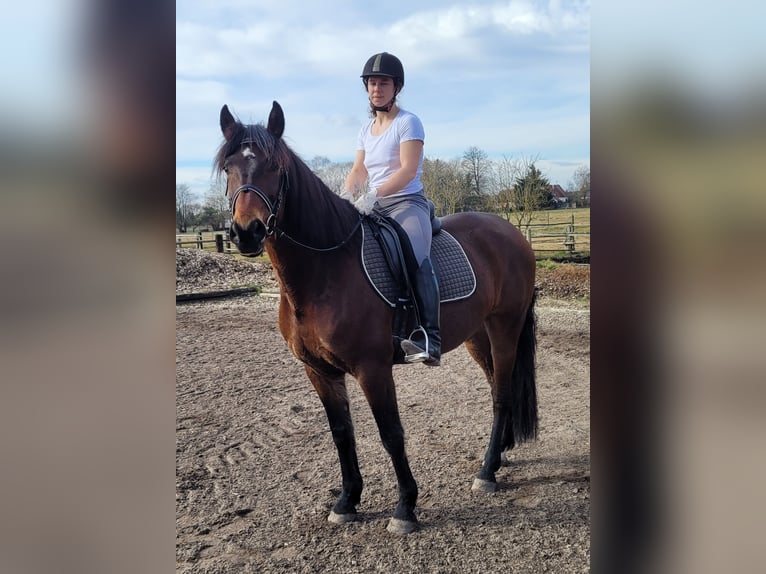 Andalusier Mix Wallach 8 Jahre 154 cm Brauner in Karlshuld