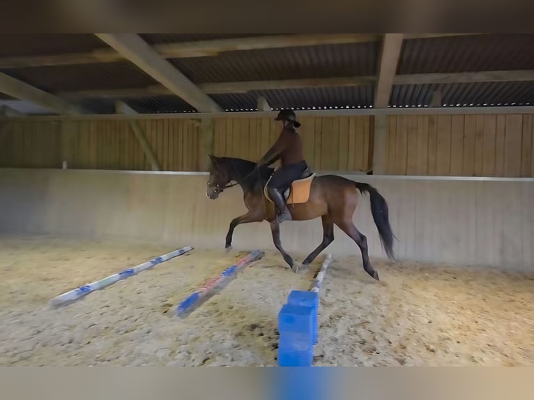 Andalusier Wallach 8 Jahre 155 cm  in Amlikon
